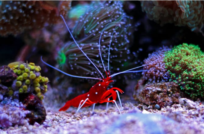 Picture of The Best Cleaner Shrimp for Saltwater Fish Tanks | The Best Cleaner ...